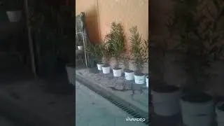 Ховли гуллари