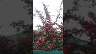 Пираканта примерно 4х метровой высоты 🙄 - вечнозелёный кустарник из семейства Розовые.