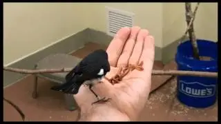 hand feeding captive black-throated blue warblers