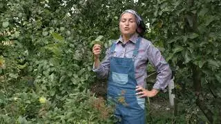 Прививка плодовых деревьев от...болезней!