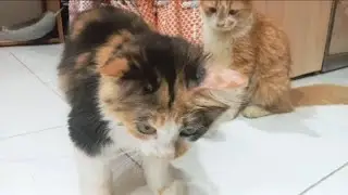 Boby Nana sama Yuky mama Meong Meong #cat