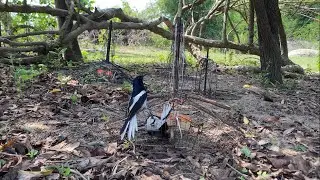 Bẫy chòe than trúng em bổi quá hăng