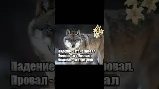 Цитаты волков/мемы с волками 
