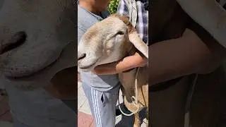 Дракула вернулся домой 