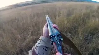 Охота на перепела / Quail hunting