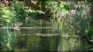 Brook . . .