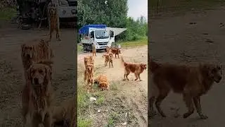 Traveling Across China with My Fur Baby in a Truck #Outdoors #GoldenRetriever #Doggo
