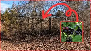 AMAZING before and after Muscadine vine rescue! | Carolina Guy Farm