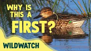 Bumper year for ducklings! #birds #wildlife #nature #duckling