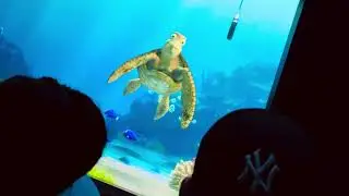 Nemo