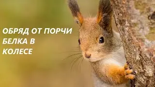 🧶Обряд на три нити. От порчи «БЕЛКА В КОЛЕСЕ»