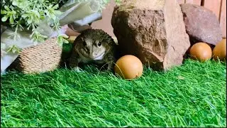 Warriors frogs protect eggs 🤣🤣 funny cute frogs funny animals