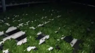 PANEN ANIZEL MALAM HARI