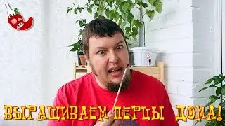Выращиваем перец чили дома: как опылять перцы?