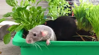 A garden for rats 🐀