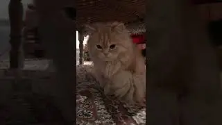 Cat Attack Smartly 