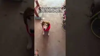What da hellllllll #funny #scarymeme #memes #dog
