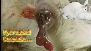 Quyonning tugish jarayoni. Окрол кролика