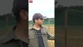Эксперимент: ГМО в сельском хозяйстве в Швейцарии 