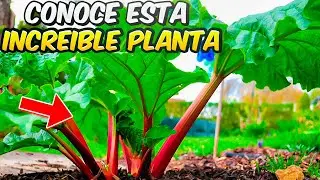 Como Y Cuando Plantar RUIBARBO - Consejos Y Trucos De Este Cultivo || La Huertina De Toni