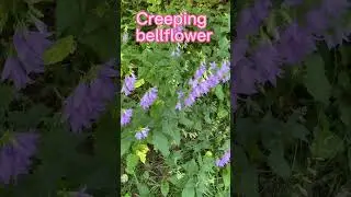 July 11, 2023 name the plant -creeping bellflower