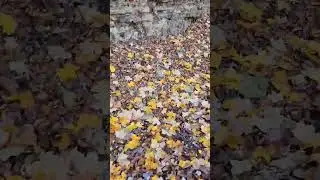 Leaf Peeping 