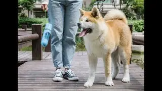 #nicovaer Бутылка для воды и корма для кошек, для собак ELS PET Nicovaer
