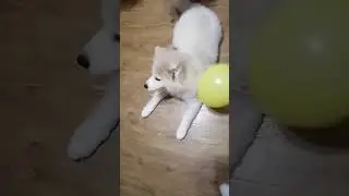 Самоед. Новая игрушка. 😅