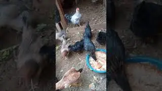 Tavuklara pul biber verdim yumurta verimi arttı  6 Aralık 2020