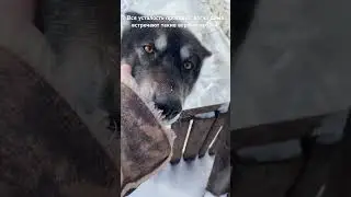 А у вас есть своя любимая собака- барабака? 