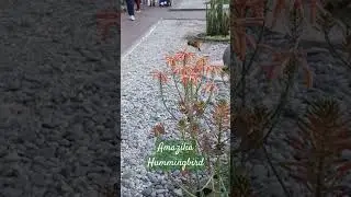 Hummingbird in Lima