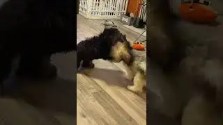 Bailey Vs Cuddles