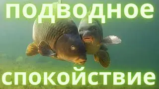Подводный мир (видеорелакс)