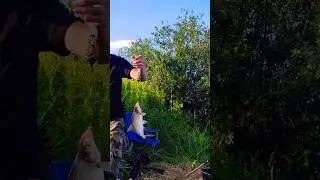 Преголя #shorts