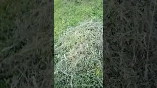 Рыдван - большая телега для перевозки снопов.