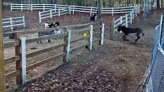 241112 Zoomies by Many -Goldy's Farm (YT 1433)