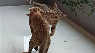 Angry Cat fighting