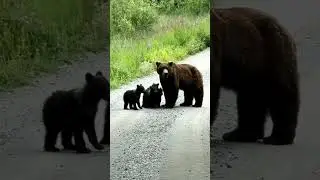 Maman ours et ses petits en balade #shorts #animals #bear