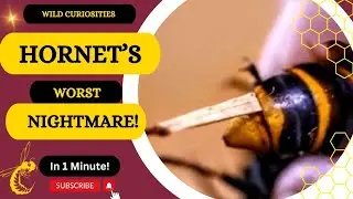 Giant Hornet's Worst Nightmare | Twisted-wing Parasite 🪱