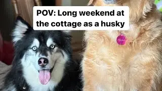 My husky narrates his weekend at the cottage