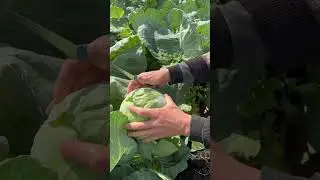 triperio cabbage from Syngenta #капуста
