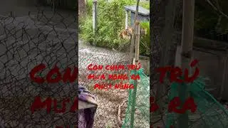 Con chim lạ quá dạng và thông minh - Biết trú mưa - phơi nắng 