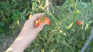 CÀ CHUA VƯỜN NHÀ TRỒNG