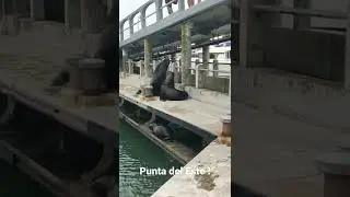 Puerto Punta del Este