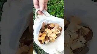 За грибами