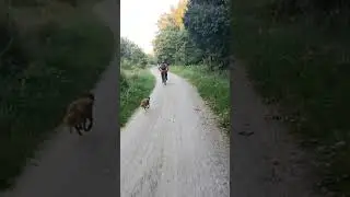 Какая все таки хорошая штука велосипед.Так вот и гуляем с Фионой