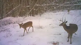 Group of Bachelor Bucks in the Tioga State Forest @PAGameCommissionHDQTRS #pawilds #whitetaildeer