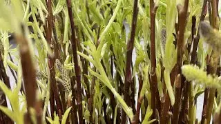 Русская ива. Искусственное оживление ивы зимой для плетения корзин