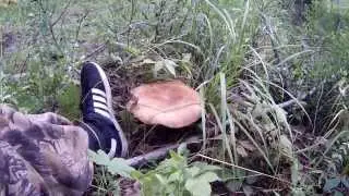 Жизнь в лесу, день первый.
