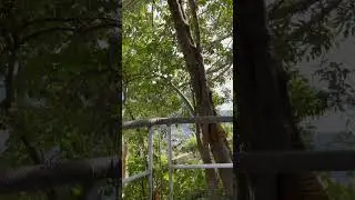 Обезьяны 🙉 Пхукет. Таиланд 2023 #bigbuddhaphuket #shortsvideo #thailand #phuket #shorts